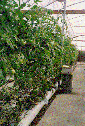 Hydroponic