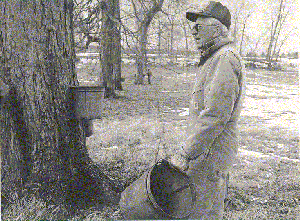 a member of the
Brown family collecting maple syrup from the trees