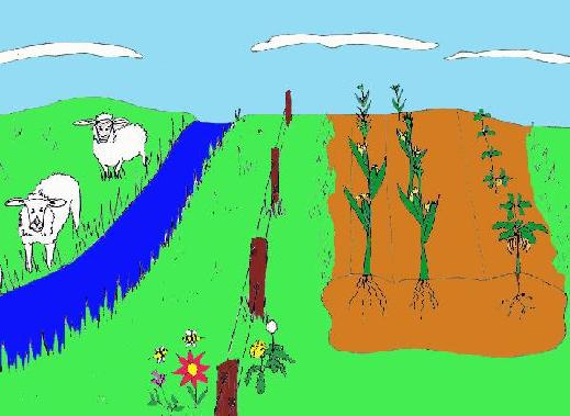 Farm Ecosystem