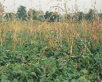 a soybean field that has been sprayed with an herbicide