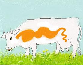 Cow anatomy