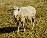 Sheep