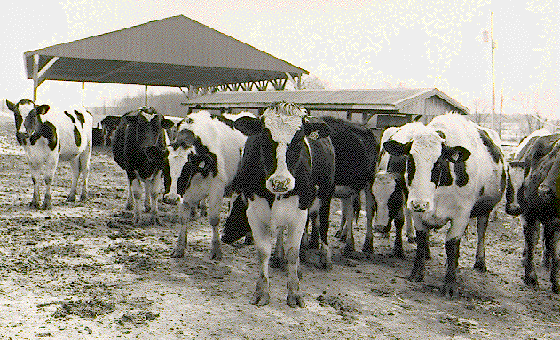 Picture of cows