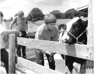 Boys tending to cow