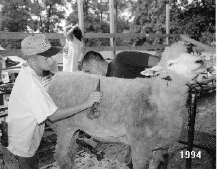 Boy shearing a sheep