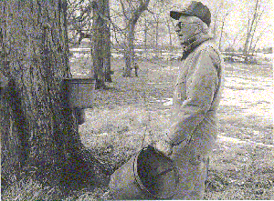 a member of the 

Brown family collecting maple syrup from the trees
