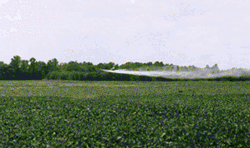 Roundup Ultra being sprayed over a Roundup Ready soybean field, Hughes, Arkansas.  Courtesy of Brit Bailey, 1997