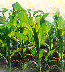Picture of a row of corn