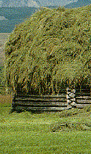 Picture of a pile of hay