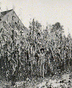Boy in a Field of Corn