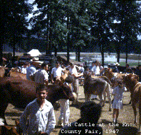 Knox County Fair featuring 4-H Cattle, 1947