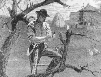 early American farmer
