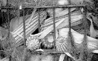 Close-up of corn in the crib