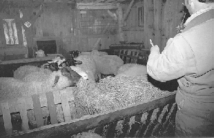 Dennis feeding the sheep in the barn