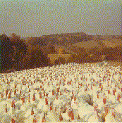 hundreds of turkeys in the Hawk's fields-1971
