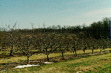 young apple trees