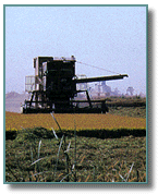 Rice Harvest
