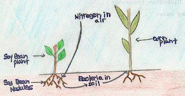 nitrogen flow diagram