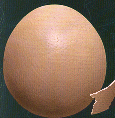ostrich egg