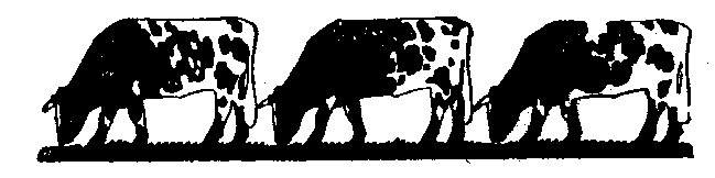Line of  Cows Graphic