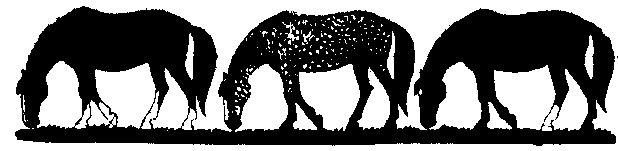 Line of Horses Graphic