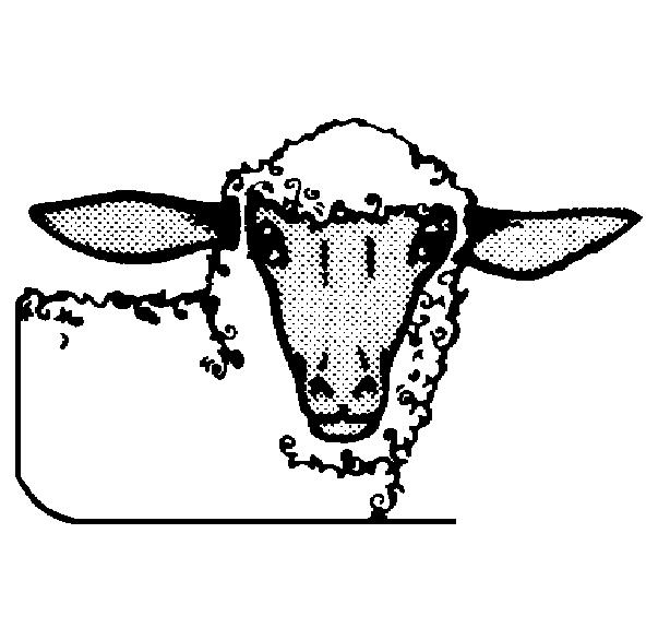Sheep HeadGraphic