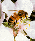 Honey Bee photo