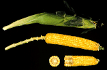 Corn ear photo