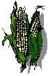 Corn ear drawing
