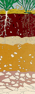 Soil Profile