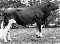 Holstein bull