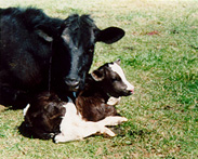 Dairy cow with calf