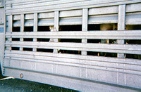 Cattle on a semi-truck