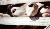 Brown Swiss