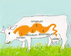 Cow anatomy labeled