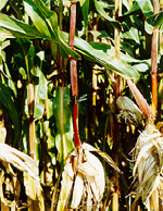 Dragonfly on cornstalk