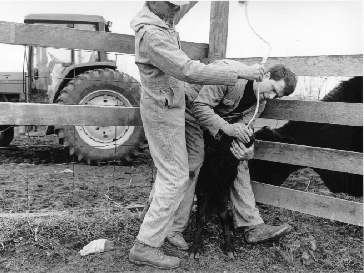 Farmers feed calf