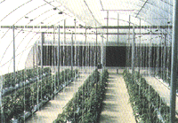 Upclose of plants in a greenhouse