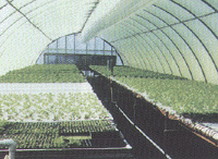 All kinds of plants grow in a greenhouse