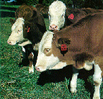 Simmental-Hereford cattle