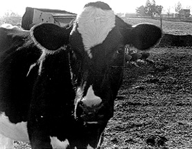 Holstein-Friersian