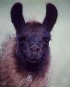 Llama 1
