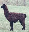 llama 2
