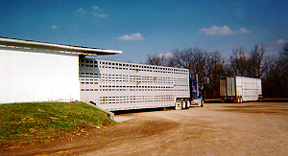 Loading cattle onto a semi-truck
