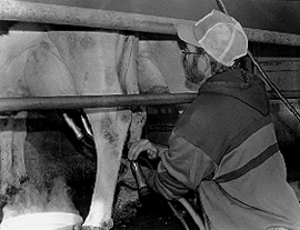 Farmer milking by machine