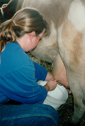 Lisa Rickard milking Tess