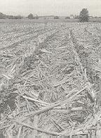 Soybeans growing in corn residue with no-till farming.