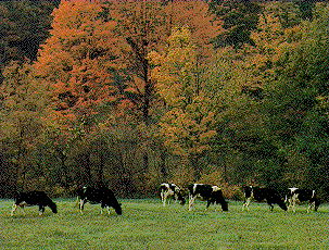 Cows grazing