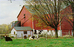Dairy cows in front of barn