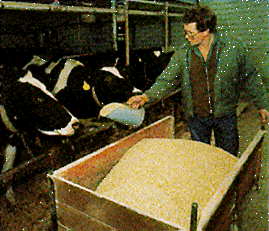 Farmer feeding herd